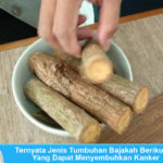 Tumbuhan bajakah obat penyembuh kanker