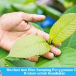 Jenis Narkotika Baru? Yuk Kenali Manfaat dan Efek Samping Penggunaan Daun Kratom Tumbuhan pohon daun kratom