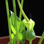 Mengenal Tumbuhan Keladi Tikus Untuk Obat Kanker Alami Tenaman keladi tikus untuk obat kanker alami