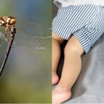 Benarkah gigitan capung mempunyai manfaat untuk menghentikan kebiasaan anak mengompol