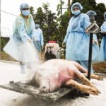 Ribuan Babi Mati Akibat Virus African Swine Fever di Sumatra Utara. Bahayakah Bagi Manusia? Virus Afican Swine Fever atau Demam Babi Afrika