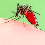 Demam Berdarah: Penyebab, Gejala, Pengobatan dan Pencegahan Demam Berdarah Dengue (DBD)