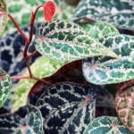 Manfaat Daun Sirih Merah untuk kesehatan