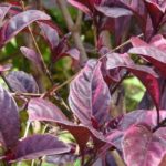 10 Manfaat Daun Ungu untuk Kesehatan. Nomor 5 Luar Biasa! Gambar daun ungu