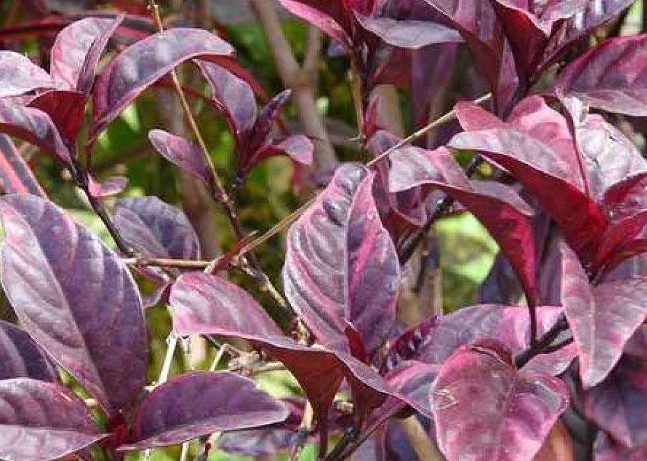Khasiat daun ungu bagi kesehatan