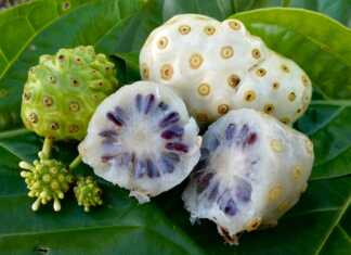 5 Manfaat Buah Mengkudu untuk Kesehatan. Pengidap Kanker Wajib Baca! Manfaat buah mengkudu