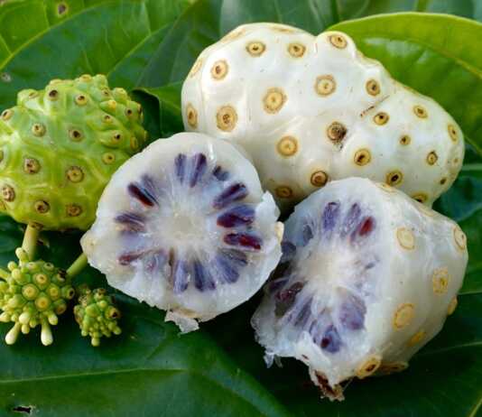 Manfaat buah mengkudu