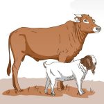 Keuntungan dan Kerugian Memakan Daging Sapi saat Idul Adha Keuntungan dan Kerugian Memakan daging sapi saat qurban