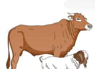 Keuntungan dan Kerugian Memakan daging sapi saat qurban