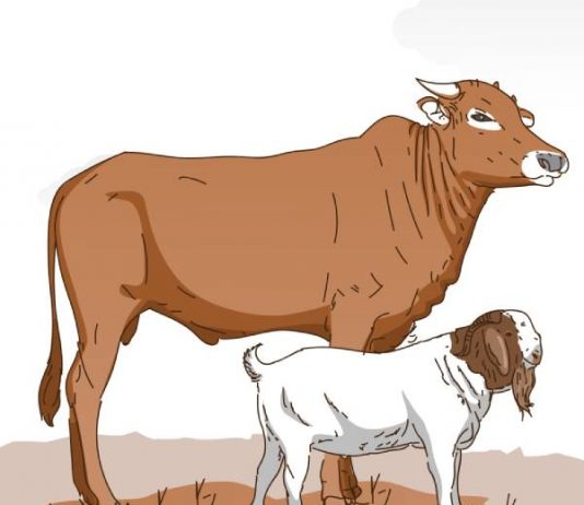 Keuntungan dan Kerugian Memakan daging sapi saat qurban