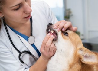 Pahami Bahaya dan Cara Mencegah Rabies pada Anak, Penting!