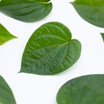 Manfaat Daun Sirih Cina, Diklaim bisa Tingkatkan Kebugaran!